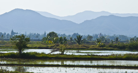 Image showing Rice fields