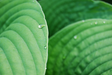 Image showing Leafs with waterdrops