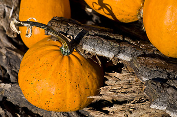 Image showing Pumpkins