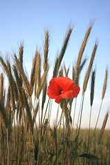 Image showing red poppies