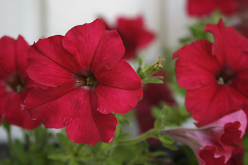 Image showing Red Flower