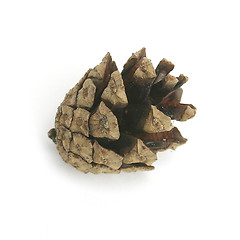 Image showing Pine Cone