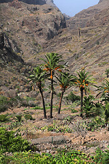 Image showing Canary island