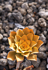 Image showing Yellow flower