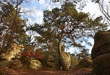 Image showing The forest of Fontainebleau