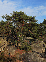 Image showing The forest of Fontainebleau