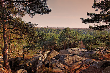 Image showing The forest of Fontainebleau