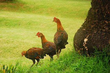 Image showing chickens