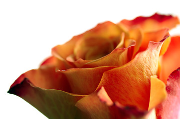 Image showing Closeup rose