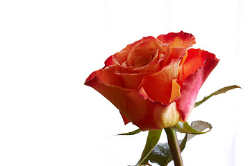 Image showing Isolated rose