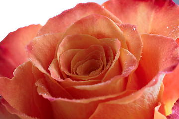 Image showing Closeup rose