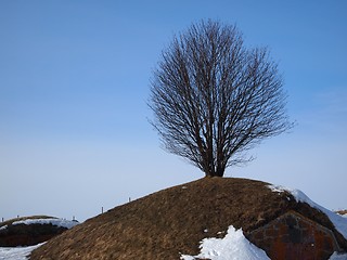 Image showing Tree