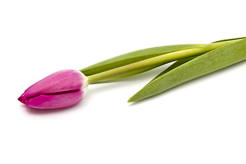 Image showing Pink tulip