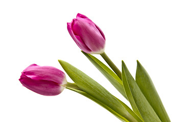 Image showing Pink tulips