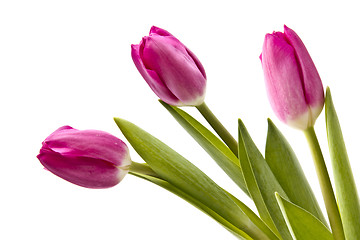 Image showing Pink tulips