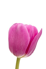 Image showing Pink tulip