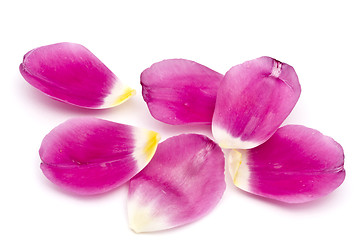 Image showing Tulip petals 