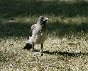 Image showing Crow