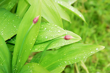Image showing green leaves of wild garlic