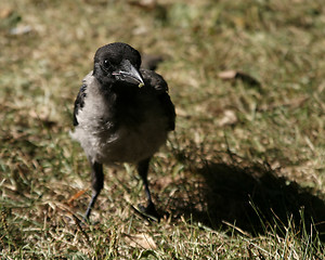 Image showing Crow Detail