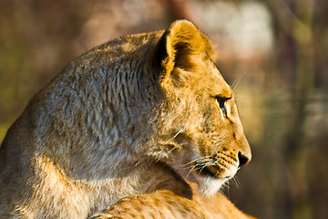 Image showing Lioness