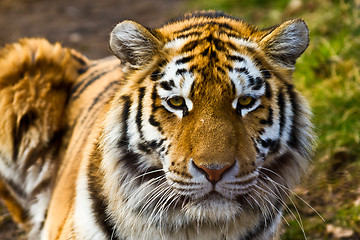 Image showing Tiger