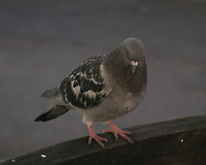 Image showing Pigeon on Bench