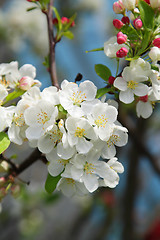 Image showing Blooming tree