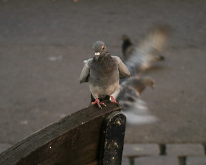 Image showing Pigeon