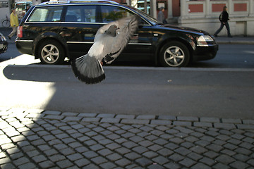 Image showing Pigeon Escape