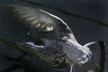Image showing Pigeon Flight
