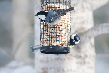 Image showing coal tit and great tit