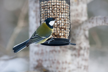 Image showing Great tit