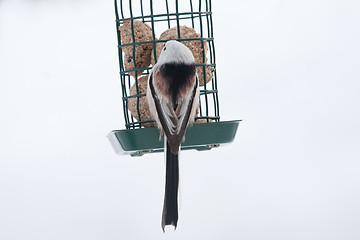 Image showing longtailed tit