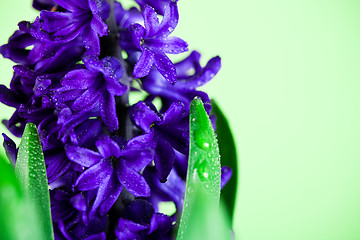 Image showing blue hyacinth