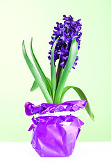 Image showing hyacinth blossom