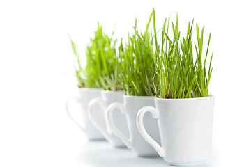 Image showing fresh green grass in coffee cups 