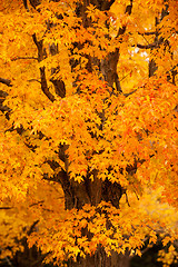 Image showing New England foliage