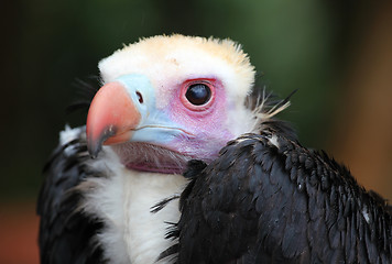 Image showing Vulture