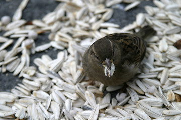 Image showing Bird Feeding