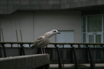 Image showing Seagull