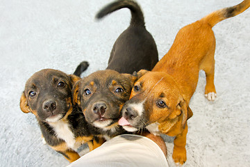 Image showing Puppies