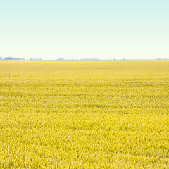 Image showing Agriculture field