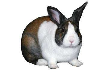 Image showing Isolated Rabbit