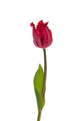 Image showing Red tulips