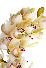 Image showing Orchid flower