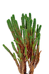 Image showing Cactus