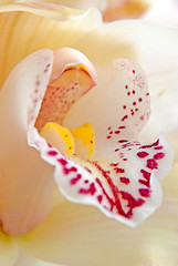 Image showing Orchid flower close-up, selective focus 