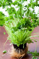 Image showing Fresh parsley