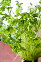 Image showing Fresh parsley